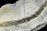 Pennsylvanian Fossil Horsetail (Asterophyllites) - Kentucky #112962-1
